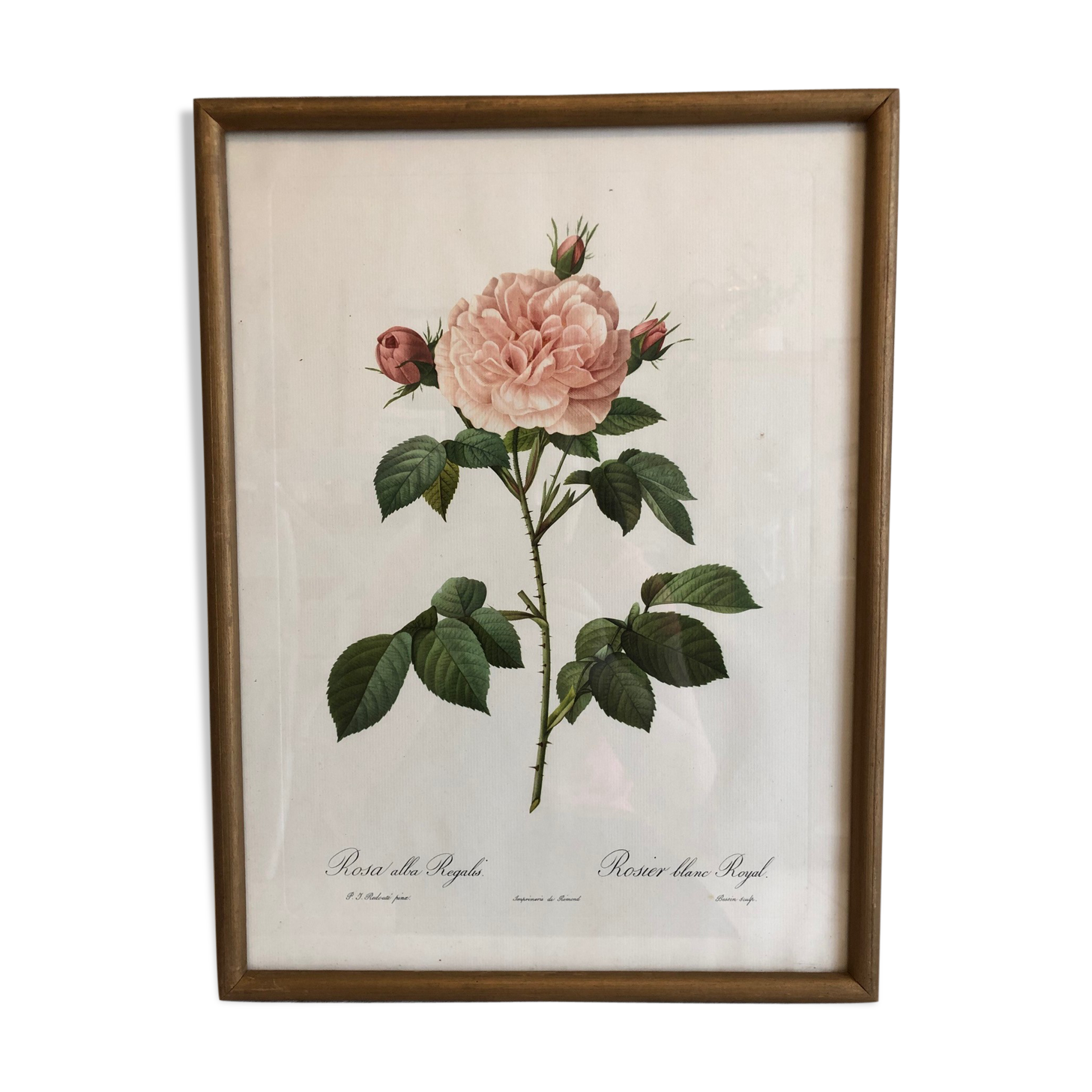 Dreaded Frame Rosa "Rosa alba Regalis"