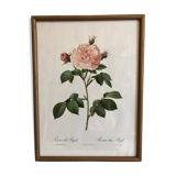 Dreaded Frame Rosa "Rosa alba Regalis"