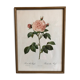 Dreaded Frame Rosa "Rosa alba Regalis"