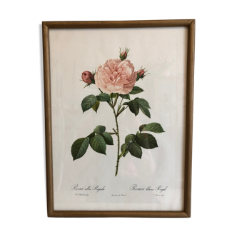 Dreaded Frame Rosa "Rosa alba Regalis"