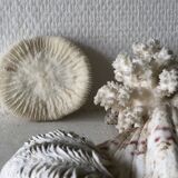 Lot coquillages anciens