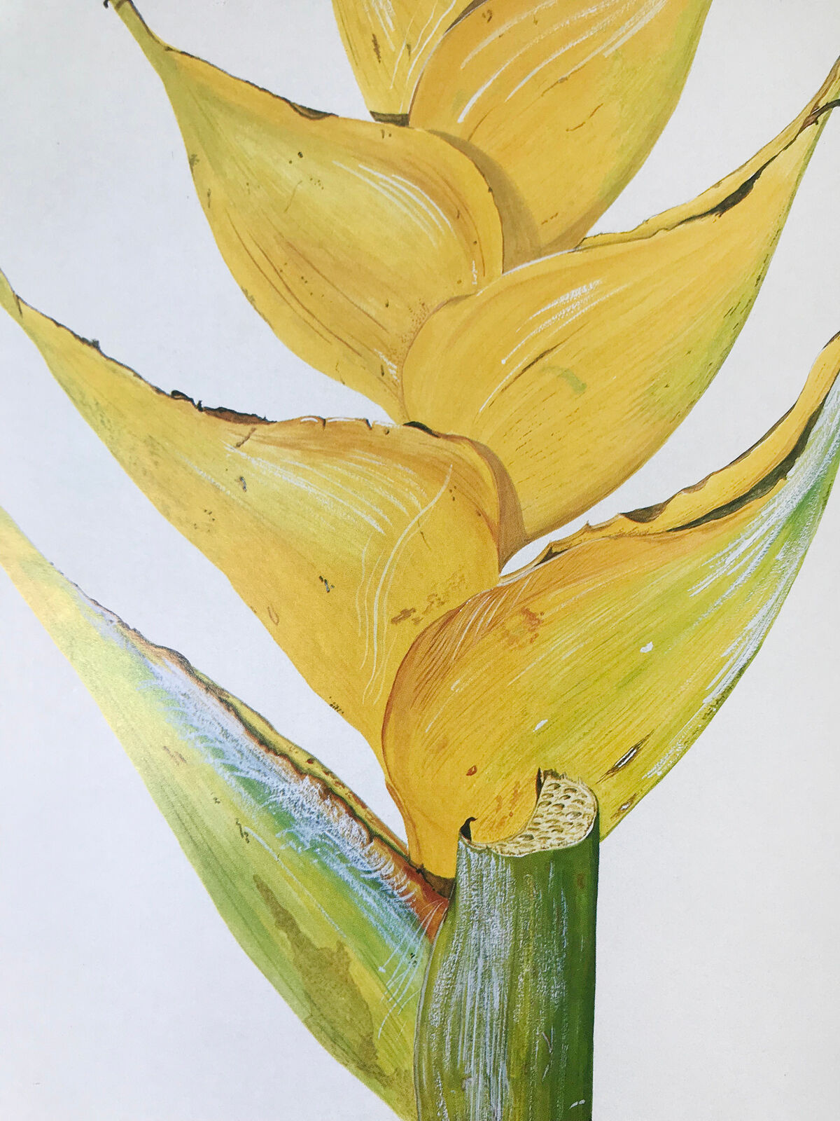 Heliconia Caribaea botanical board