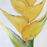 Heliconia Caribaea botanical board