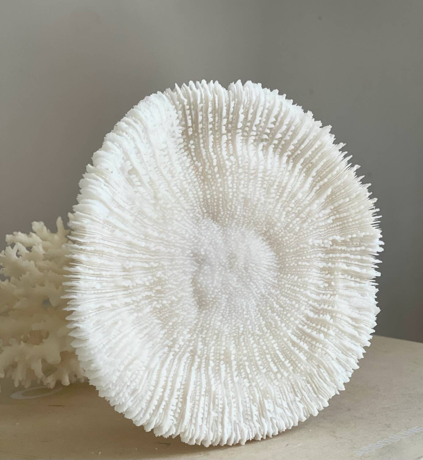 White coral on a natural base