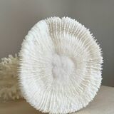 White coral on a natural base