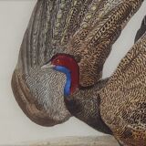 Original Ornithological Board " l'argus " - Buffon 1838