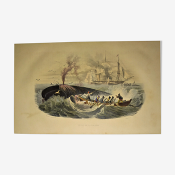 Original zoological plate of 1839 " fishery of the whale "