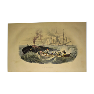 Planche zoologique originale de 1839 " pëche de la baleine "