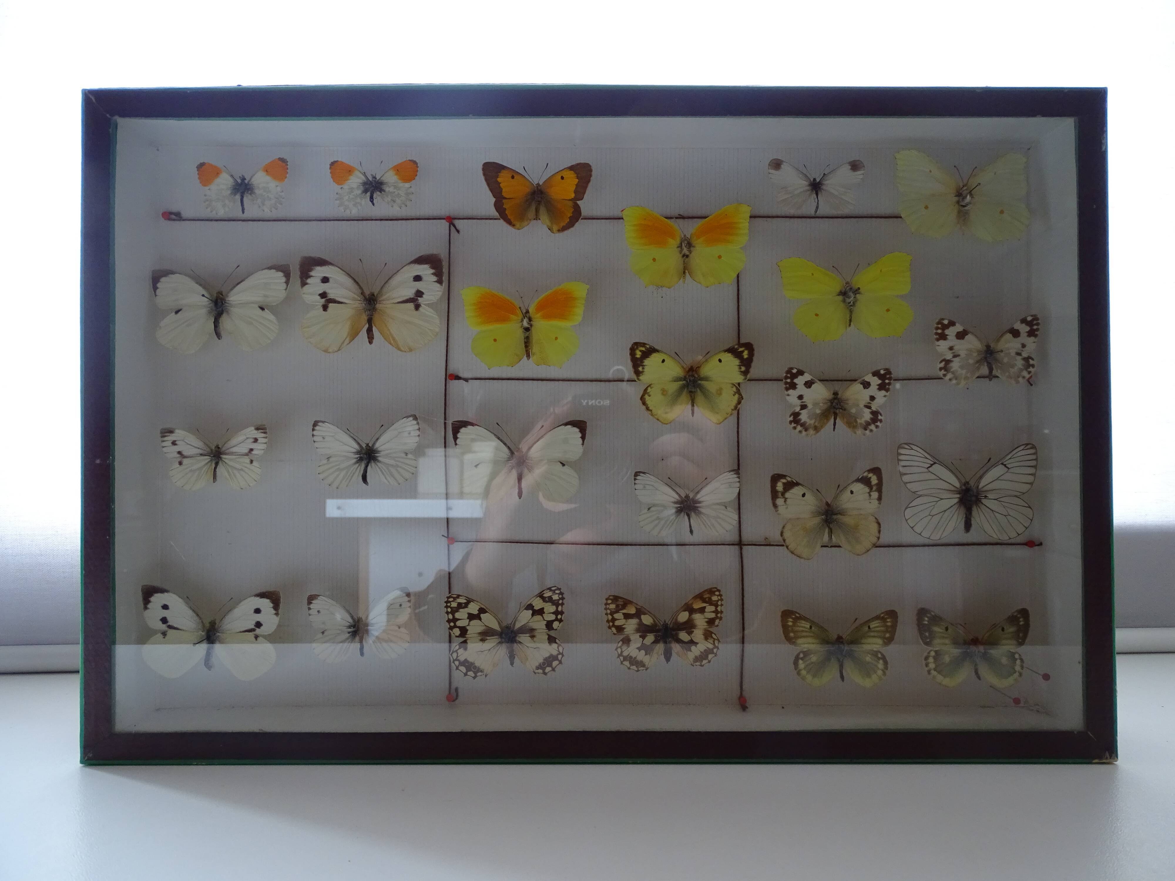 25 ancient stuffed butterflies under frame era 1930