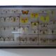 25 ancient stuffed butterflies under frame era 1930