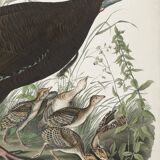 Poster about the Wild Turkey, based on an old engraving from 1827.