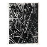 Rosine nusimovici, untitled (poacea ii), c 1980. black and white silver print