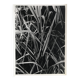 Rosine nusimovici, sans titre (poacea ii), c 1980. tirage argentique nb