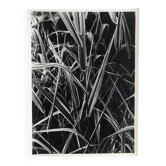Rosine nusimovici, sans titre (poacea ii), c 1980. tirage argentique nb