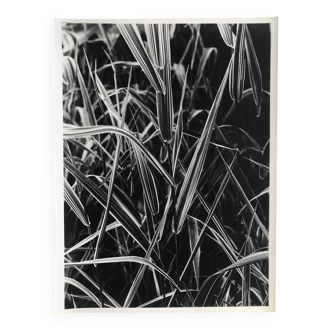 Rosine nusimovici, untitled (poacea ii), c 1980. black and white silver print