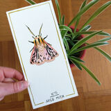 Arge moth - insect series - cabinet of curiosities