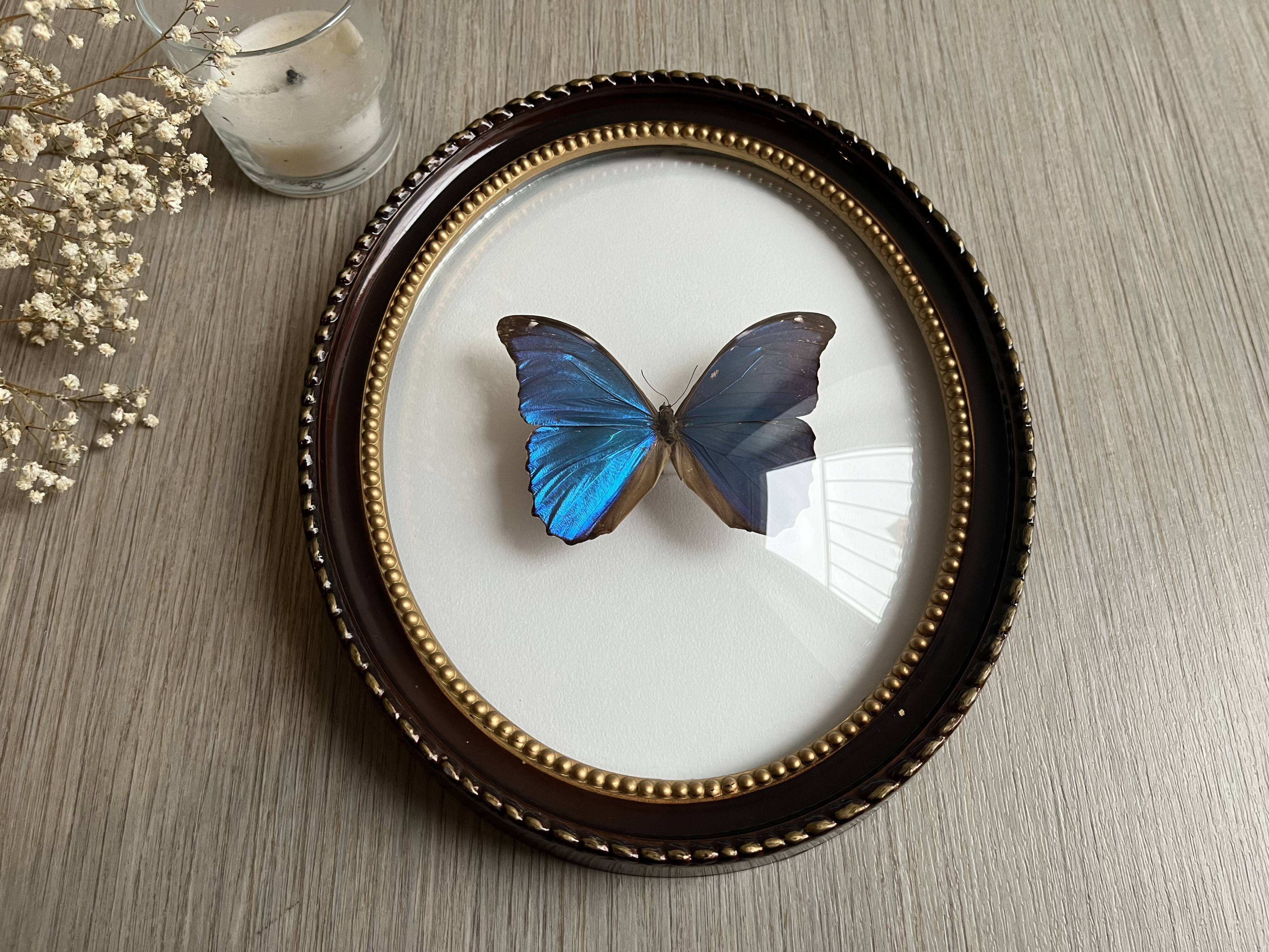 Butterfly domed glass frame "Morpho menelaus"