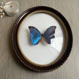 Butterfly domed glass frame "Morpho menelaus"