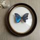 Cadre verre bombé papillon «Morpho menelaus»