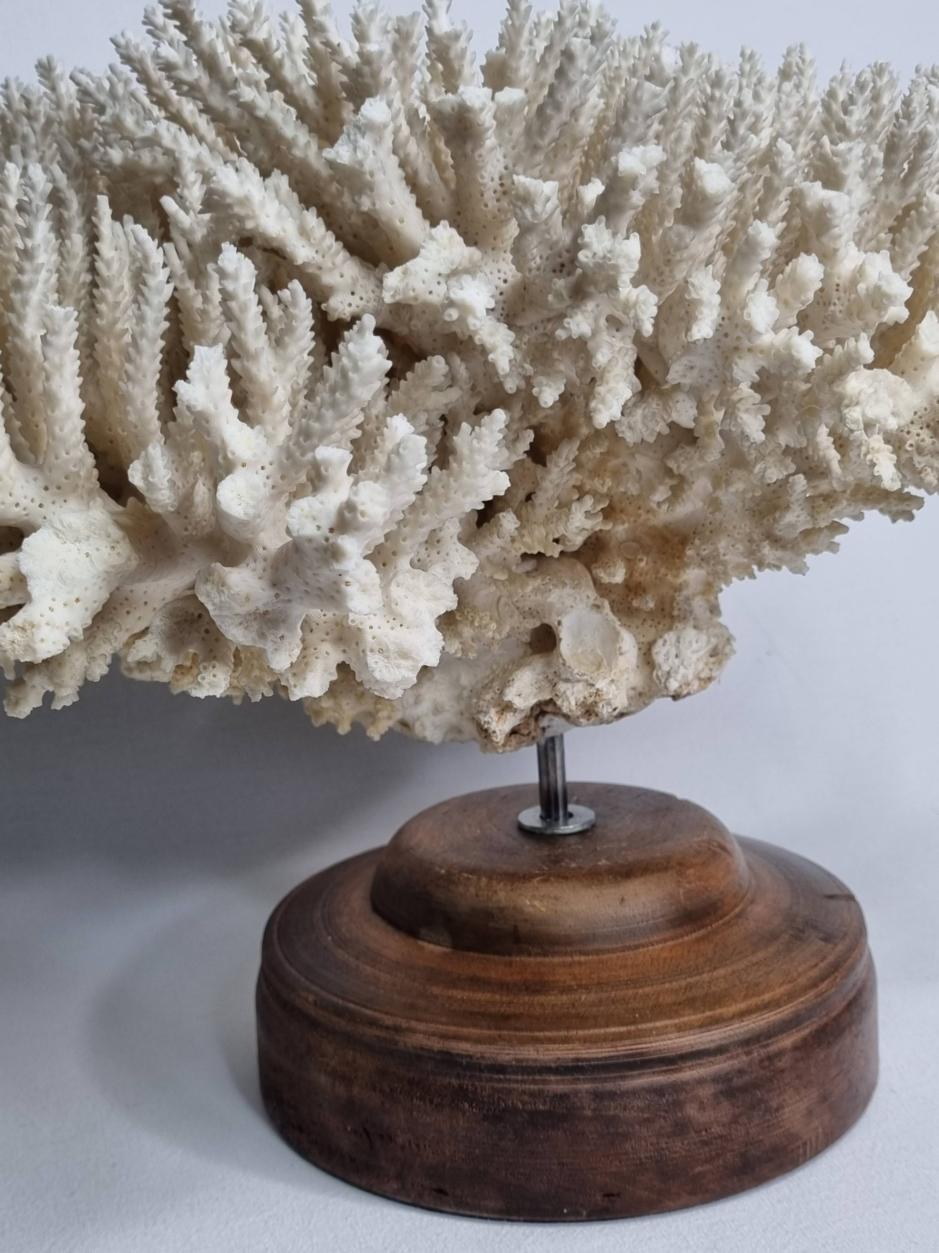 Antique natural white coral on turned wooden base 41 cm