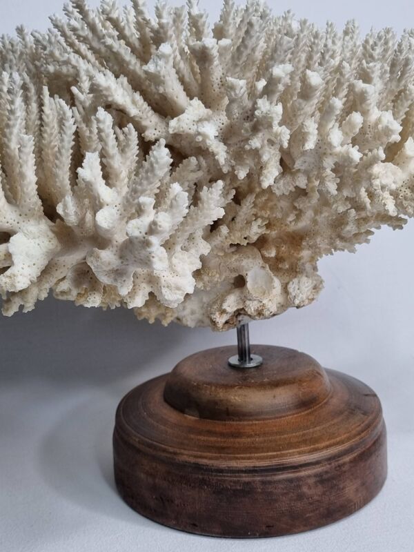 Ancien corail naturel blanc sur socle en bois tourné 41 cm