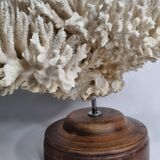 Ancien corail naturel blanc sur socle en bois tourné 41 cm