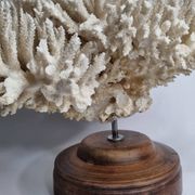Ancien corail naturel blanc sur socle en bois tourné 41 cm
