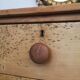 English pine dresser