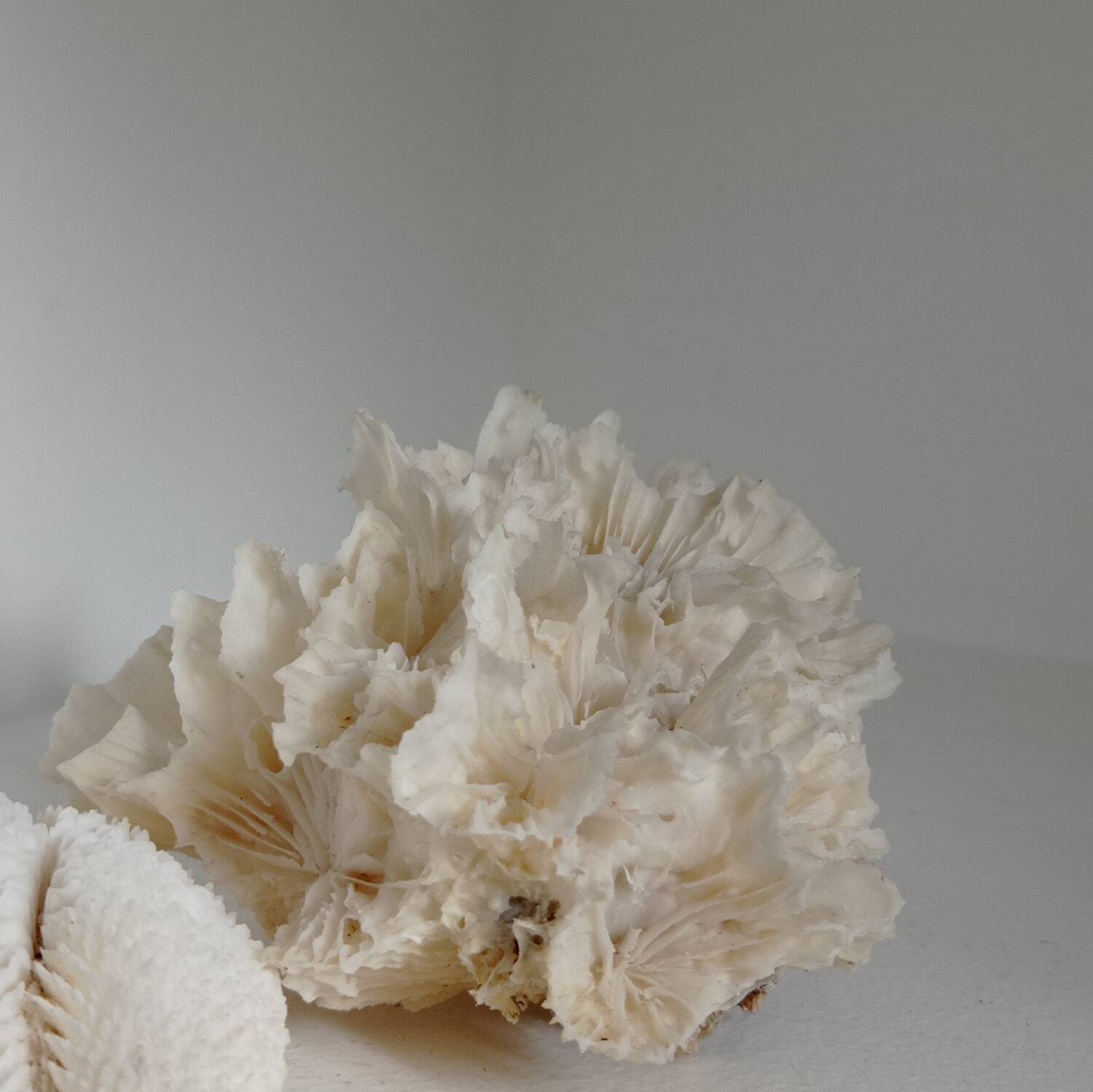 Corail dentelé vintage