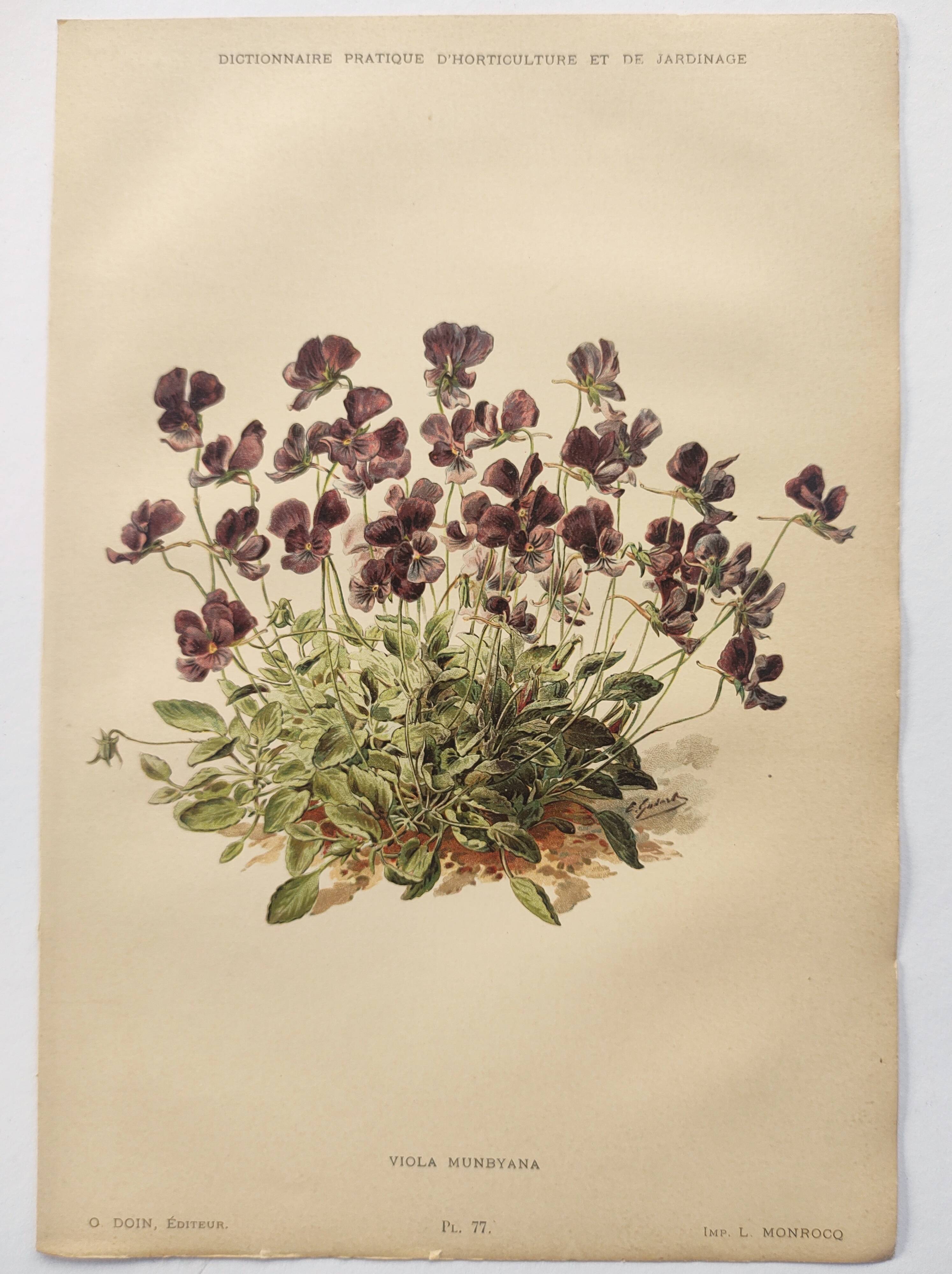 Affiche botanique ancienne - Viola - Gravure de fleur 1899 vintage