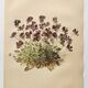 Affiche botanique ancienne - Viola - Gravure de fleur 1899 vintage