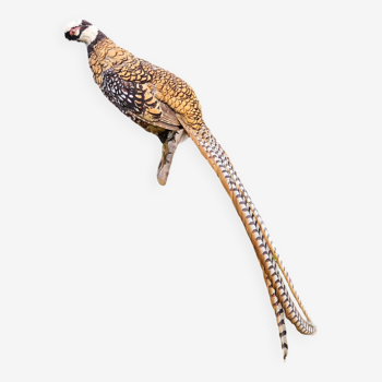 Taxidermy - Venerated Pheasant