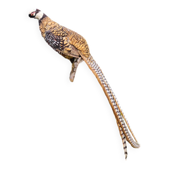 Taxidermy - Venerated Pheasant