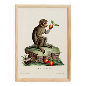 Poster about the macaque, based on an old engraving from 1774.
