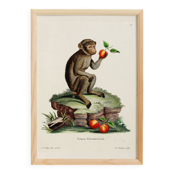Poster about the macaque, based on an old engraving from 1774.