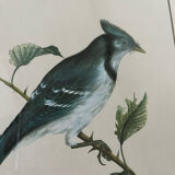 Two bird lithographs with gilded wooden frame