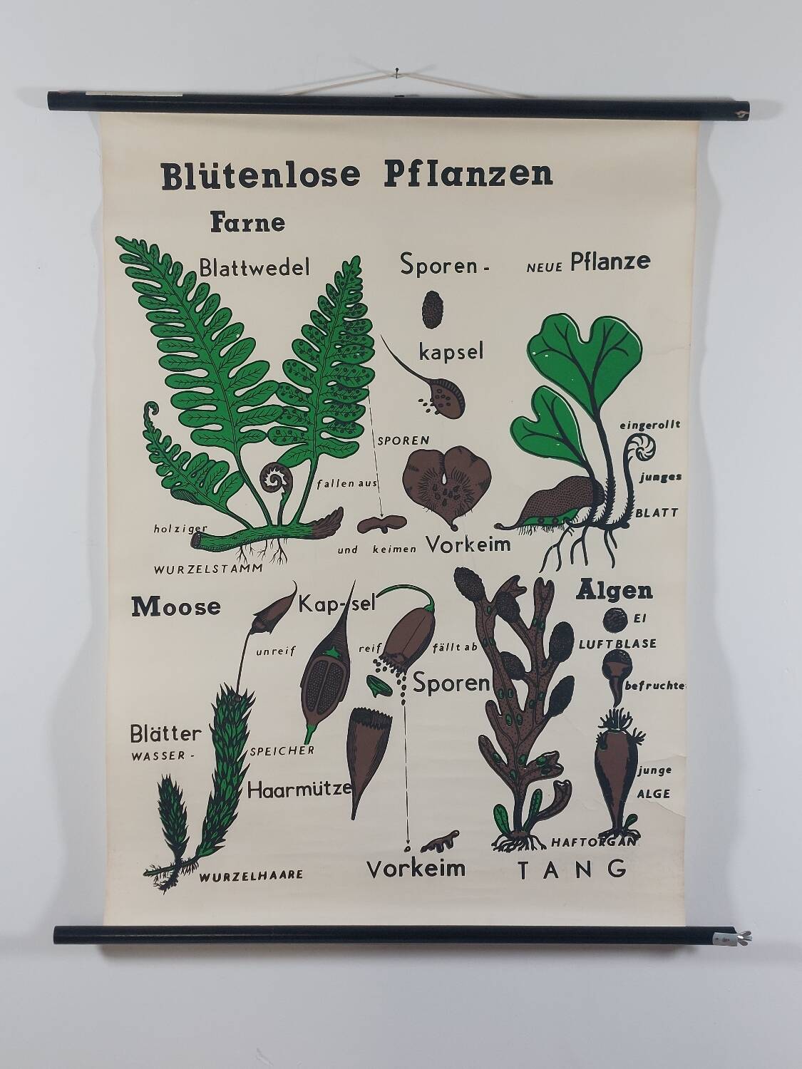 Vintage educational wall hanging roll chart biology