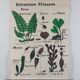 Vintage educational wall hanging roll chart biology