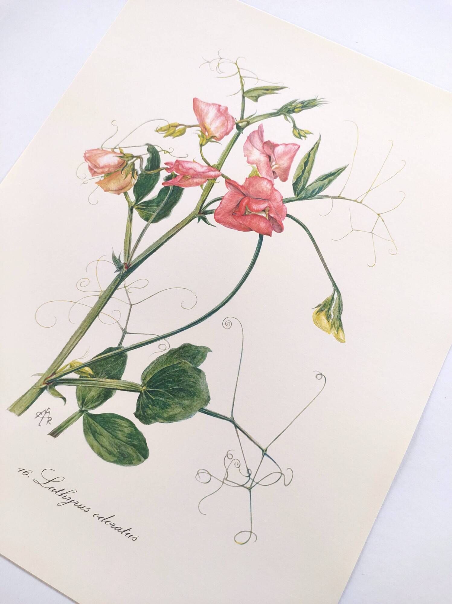 Vintage botanical engraving from 1962 - Sweet Pea - Flower board - Watercolor M.Rollinat