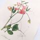 Vintage botanical engraving from 1962 - Sweet Pea - Flower board - Watercolor M.Rollinat