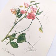 Vintage botanical engraving from 1962 - Sweet Pea - Flower board - Watercolor M.Rollinat