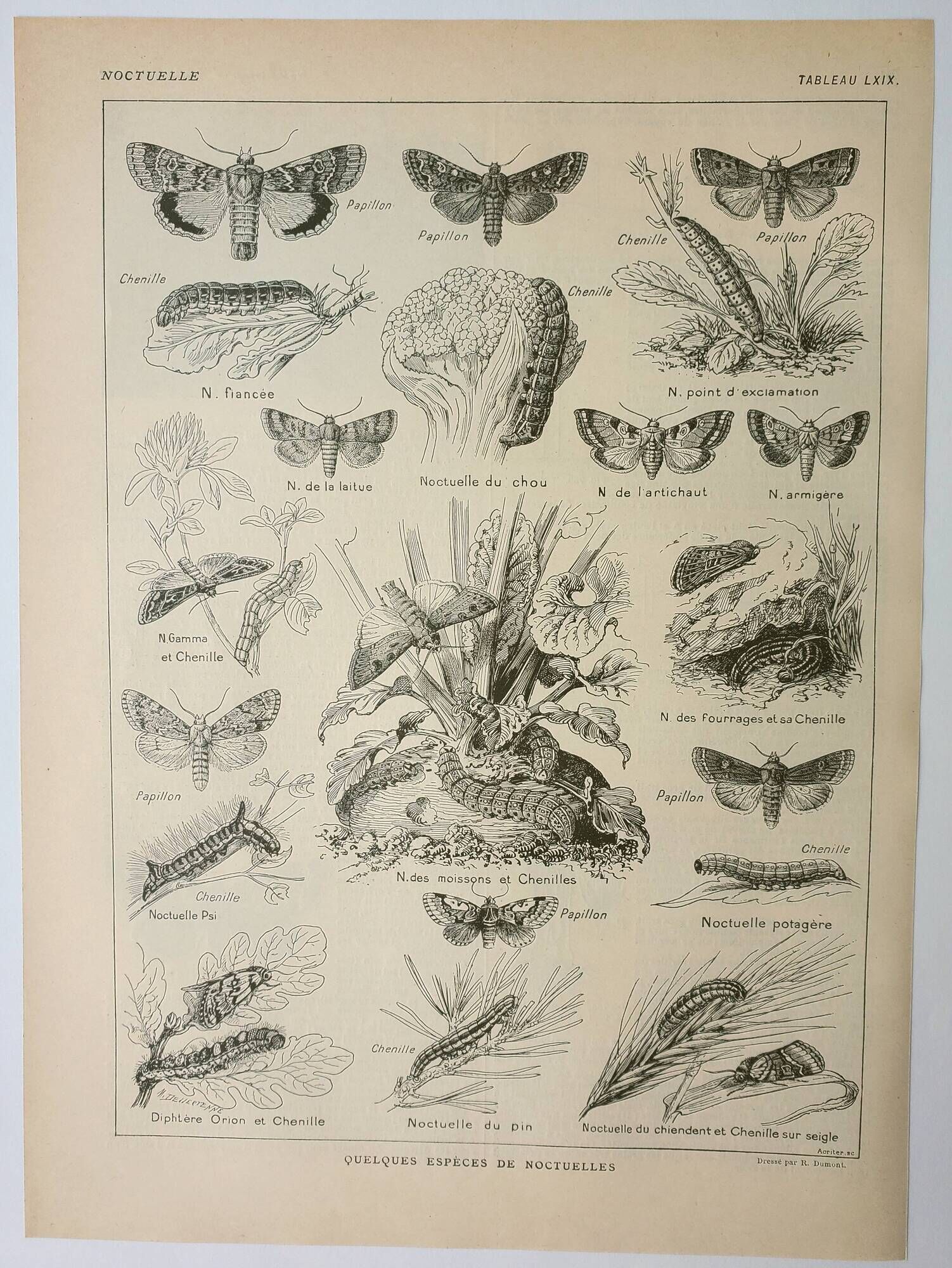Old lithograph 1922, Noctuelle, insect, entomology, butterflies • Engraving, original illustration
