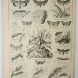 Lithographie ancienne, Noctuelle, insecte, entomologie, papillons, 1922