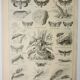 Old lithograph 1922, Noctuelle, insect, entomology, butterflies • Engraving, original illustration