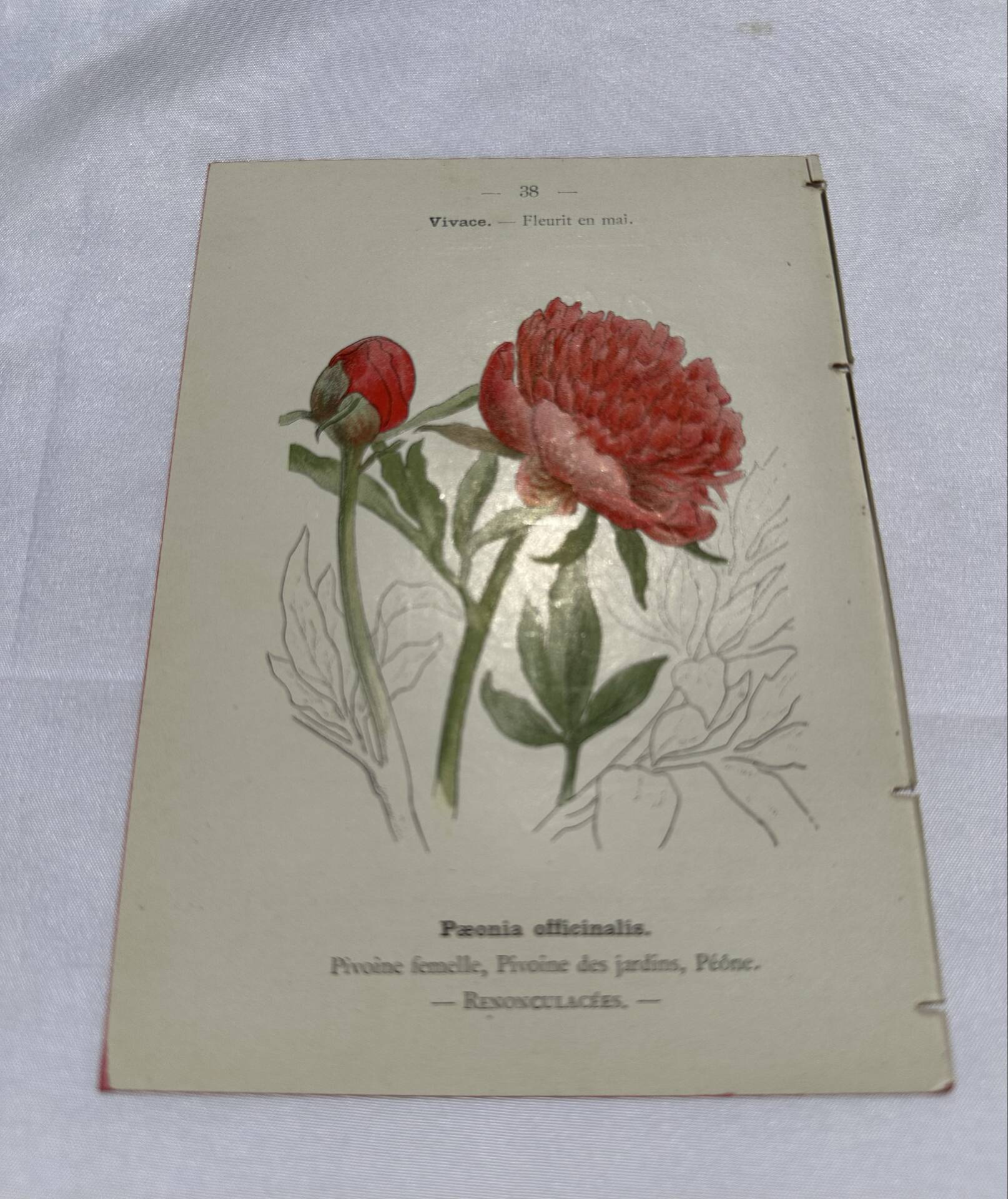 Gravure botanique originale  (1840-1880) double face  Superbe plan