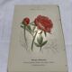 Gravure botanique originale  (1840-1880) double face  Superbe plan