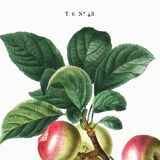 Poster about the Apple Tree, based on an old engraving from 1802