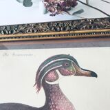 Ancient framed duck