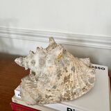 Conch shell