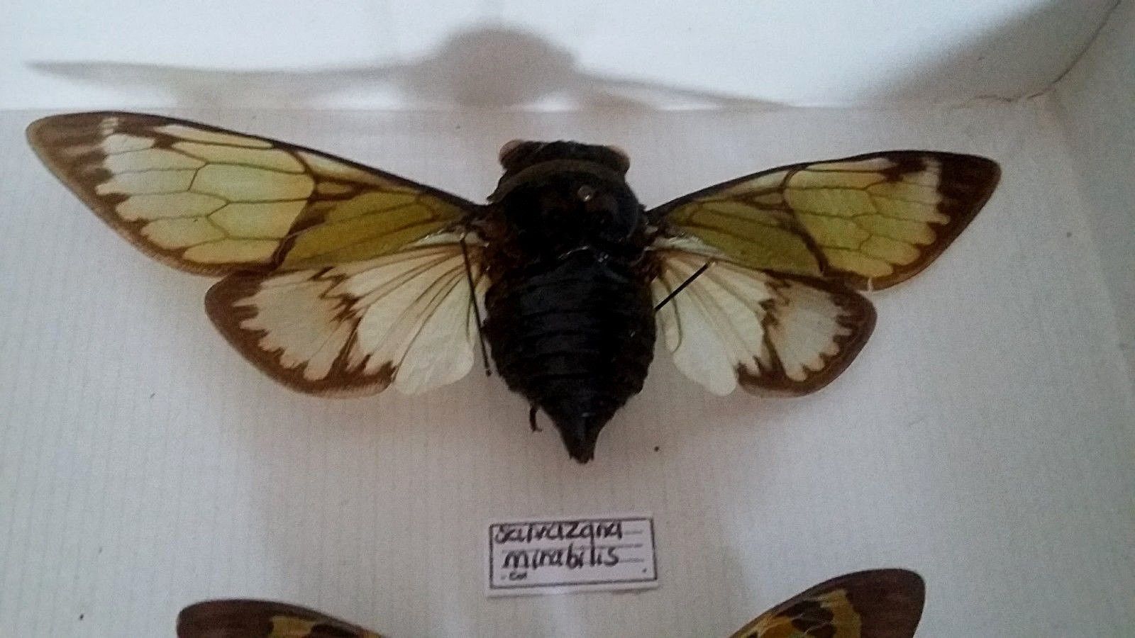 Boîte entomologique Nérée Boubée Paris | Selency